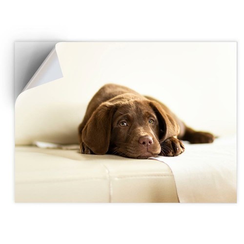 Vinyl sticker brown - x,