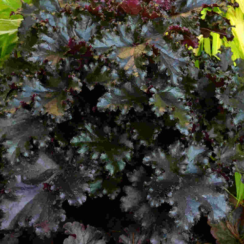 Heuchera black taffeta - heuchera, 'black