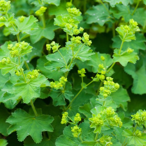 Alchemilla mollis lady - mollis, lady’s