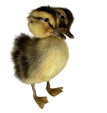 TWO HEADED DUCK !!! Weird