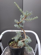 cedrus atlantica glauca blue