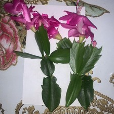 Christmas Cactus Cuttings