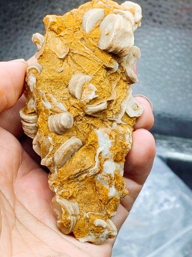 Natural yunnan prehistoric - natural,