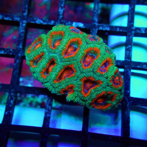 Wysiwyg acan lord coral frag - wysiwyg,