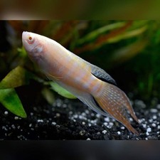 4-Pack Albino Paradise Gourami