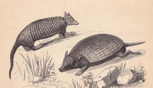 1851 armadillo print - 1851, antique