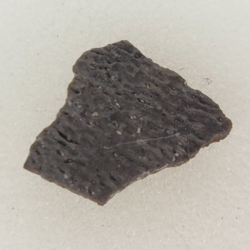 Hadrosaur egg shell fossil - fossil,