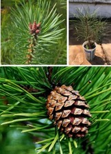 Scots Pine | Pinus Sylvestris | 30+ seeds | Bonsai | Same Day Dispatch
