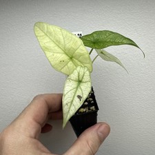 Alocasia Simpo Full Mint