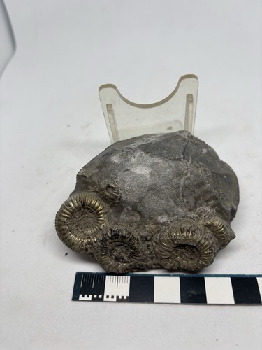 Golden pyrite ammonites - golden,