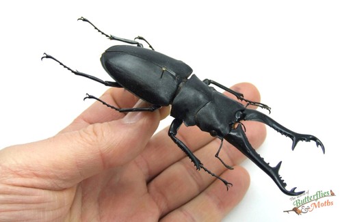Saw tooth beetle prosopocoilus - saw,