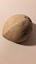 Flint Echinoid Fossil