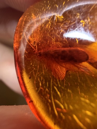 Genuine baltic amber polished - amber,