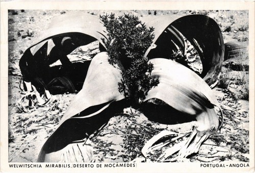 Angola welwitschia - angola,