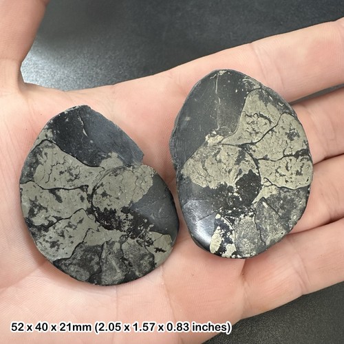 Pyrite ammonite cut and - pyrite,