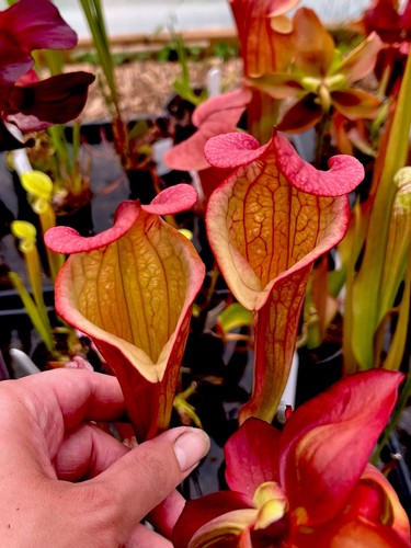 Sarracenia lynda butt asbo - butt, x