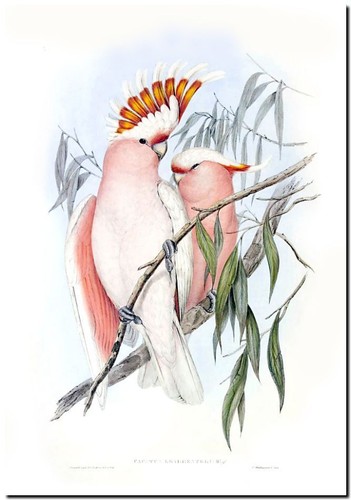 Vintage john gould bird - vintage,