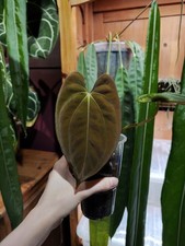 Anthurium papillilaminum -