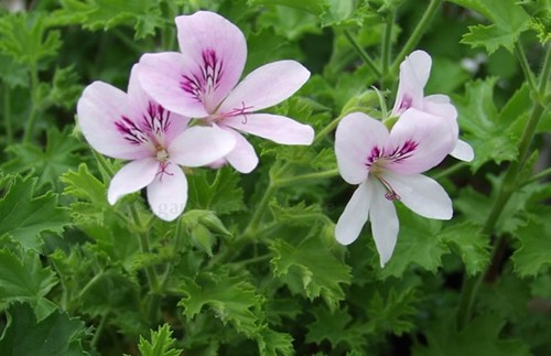 Scented pelargonium - scented, (geranium)