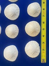 Set Of 6 Sand Dollar Sea