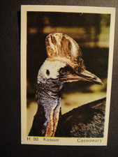 DANDY GUM WILD ANIMALS DANISH