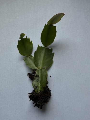 Christmas cactus roted - christmas,
