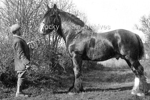 Ntr suffolk punch - ntr-57,