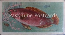 Single: 'PARROT FISH: FISHES OF THE WORLD' John Player Pub 1903