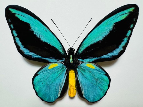 Fantastic ornithoptera aesacus - ornithoptera,