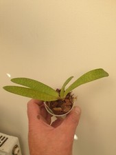 Paphiopedilum rothschildianum