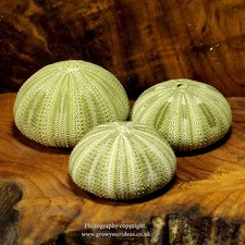 3 x Sea urchin Green  5-6 cm