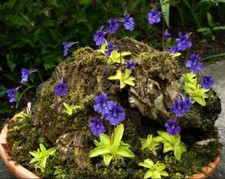 GRANDIFLORA PENGUIN SEEDS -