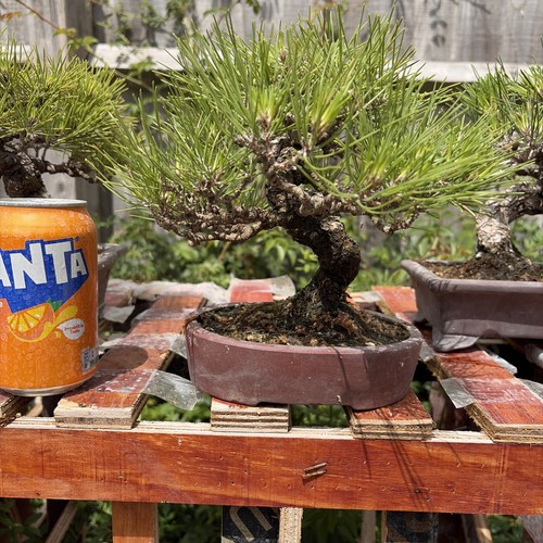 Japanese black pine years - japanese,