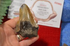LOVELY  GENUINE  MEGALODON