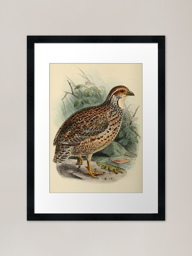 Orange river francolin - orange,