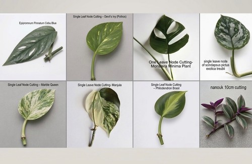 Mixed houseplant cuttings - x8,