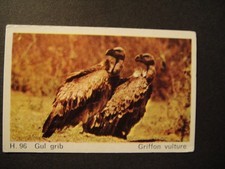 DANDY GUM WILD ANIMALS DANISH