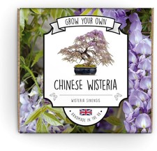 Grow Your Own Bonsai Kit |
