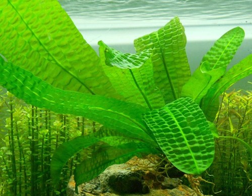 Aponogeton boivinianus live - aponogeton,