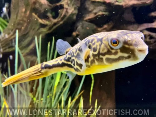 Mbu puffer tetraodon - mbu,