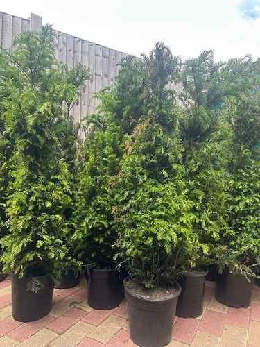 Gardening express taxus - gardening,