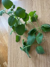 2 MEXICAN MINT, INDIAN BORAGE, SPANISH THYME, CUBAN OREGANO PLANT ROOTED CUTTING