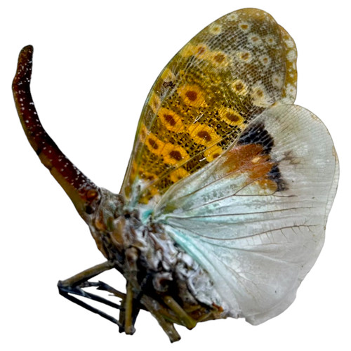 Long nose lantern - fly, (pyrops