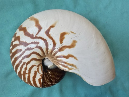 Large sea shell - , nautilus
