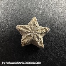 Crinoid star fossil – oxford