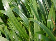 Westerwolds Ryegrass GRASS