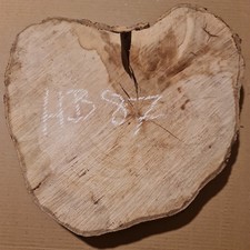 Old hornbeam burr - burr, cookie