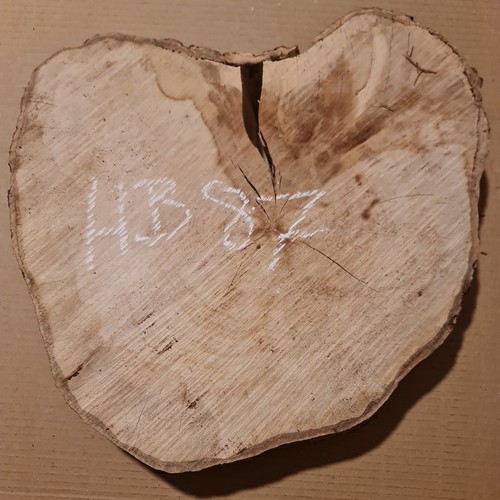 Old hornbeam burr - old,