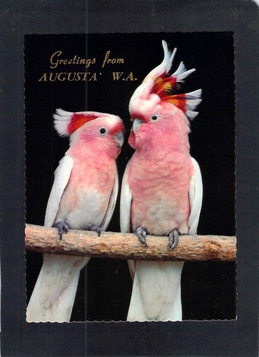 G1661mjl australia augusta - g1661mjl,