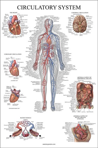 Circulatory system human - uk,